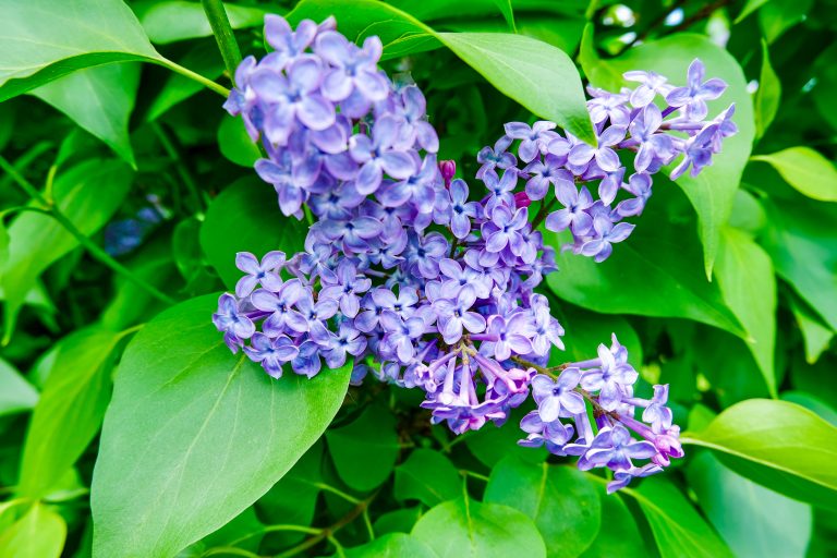 Lilacs at the Rochester Lilac Festival