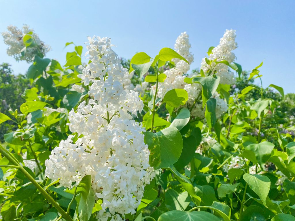 White lilacs at the Rochester Lilac Festival 