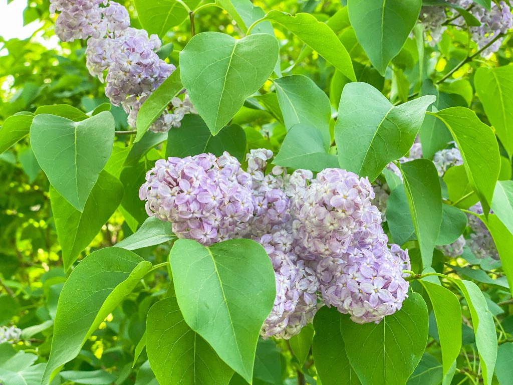 Light purple lilacs at the Rochester Lilac Festival 
