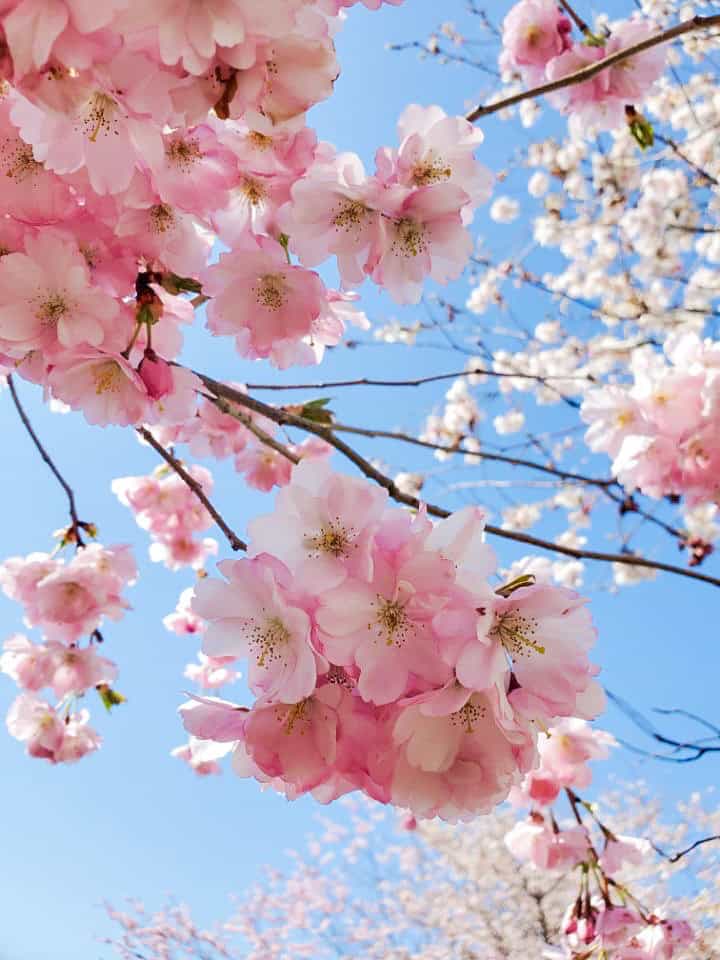 Cherry Blossoms with the sky in the background
