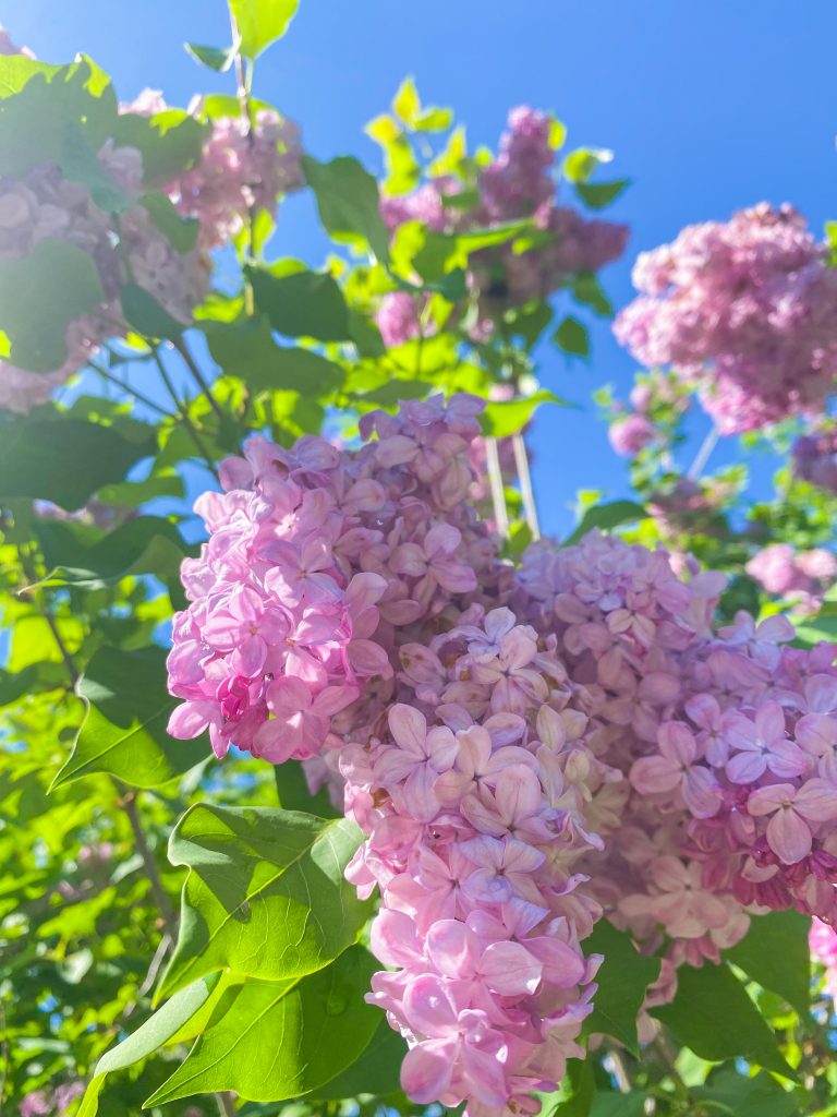 Pink/purple lilacs at Rochester Lilac Festival 