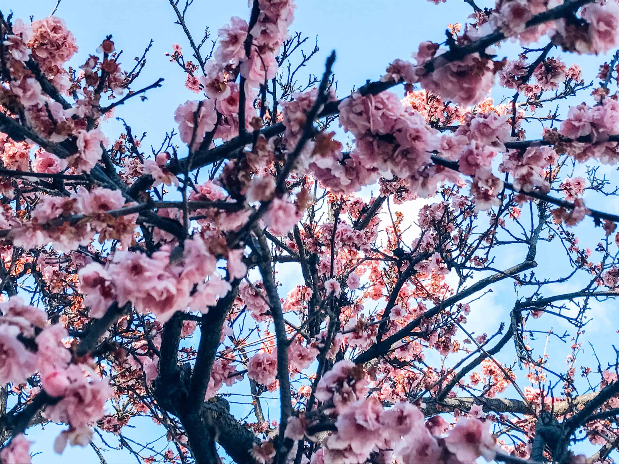 Cherry Blossoms with the sky backdrop