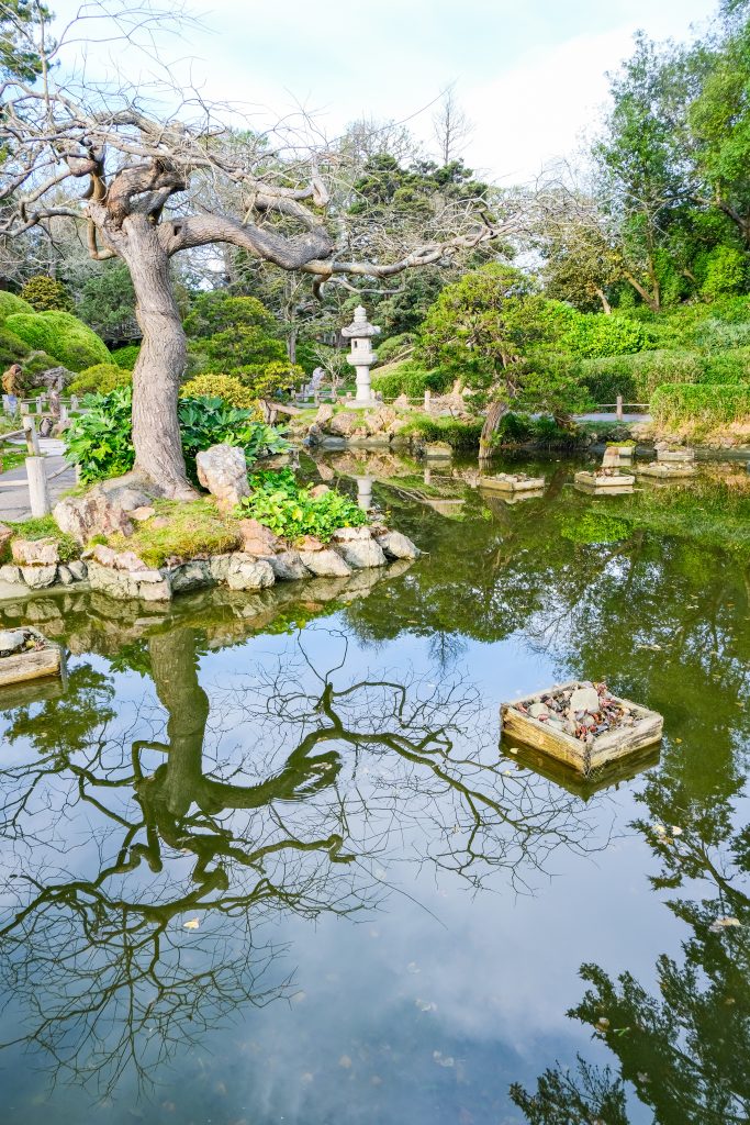 Reflection of the tree at the Japanese Tea Garden in San Francisco