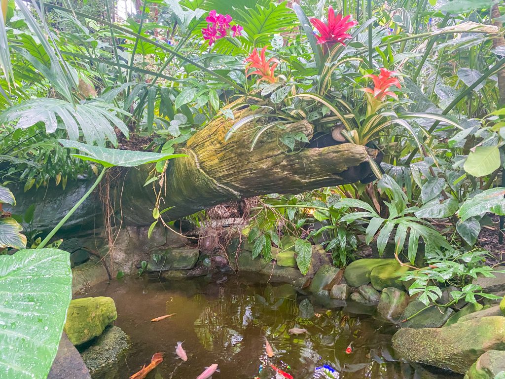 SF Conservatory of Flowers