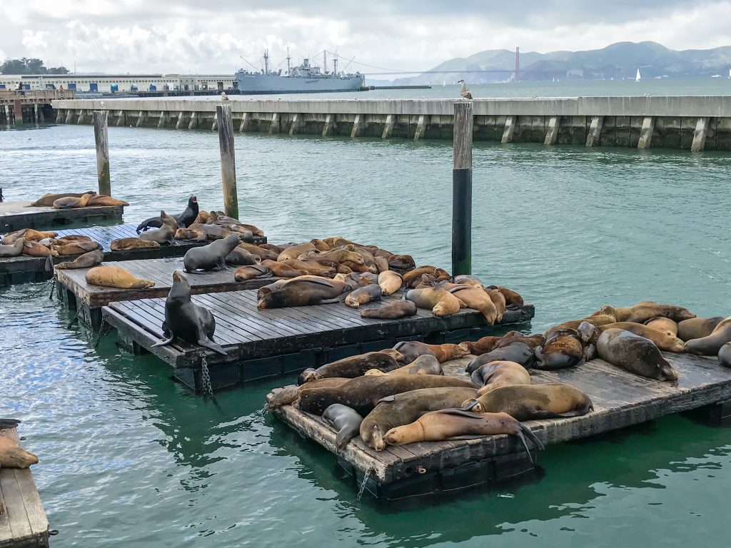 Sea Lions at Pier 39 in San Francisco