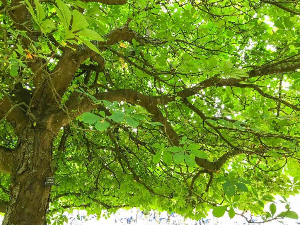 Tree in Golden Gate Park