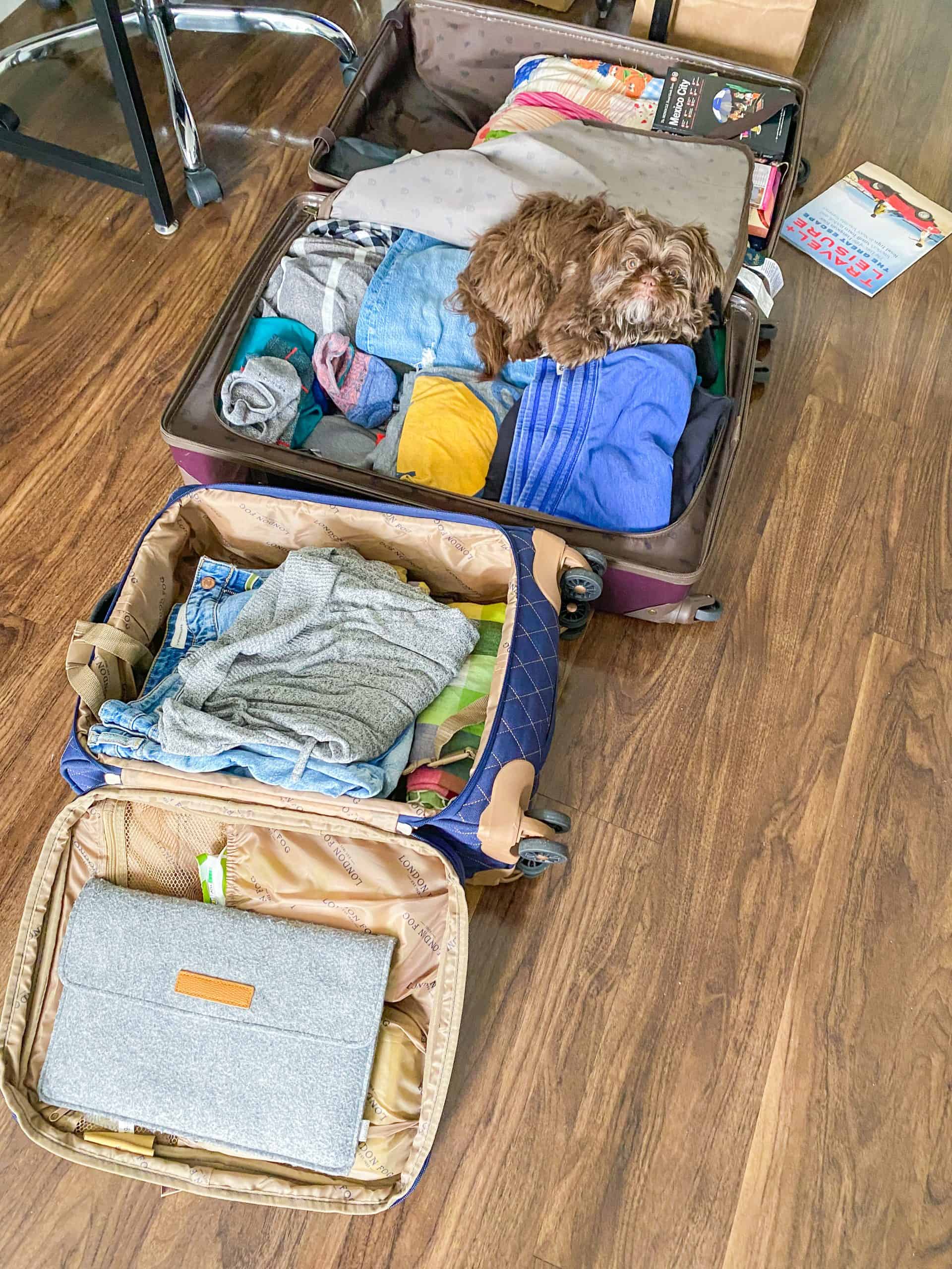 Open suitcases with pup on items